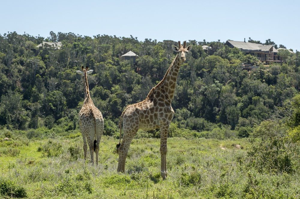 Kariega Game Reserve Settlers Drift Alexandria  Extérieur photo